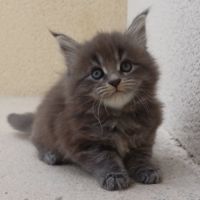 Maine coon loof label or #3