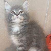 Maine coon loof label or #5