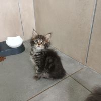 Maine coon loof label or #6