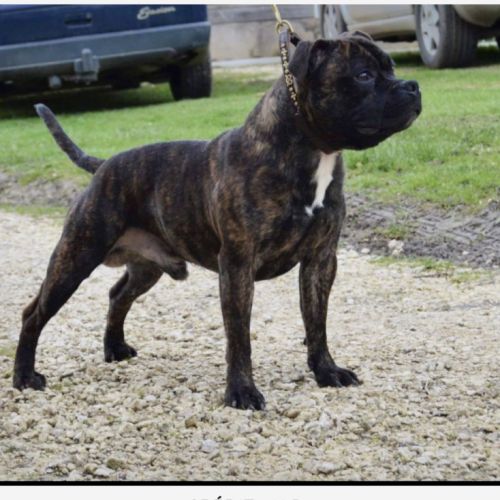 Staffordshire bull terrier (staffie) lof #1