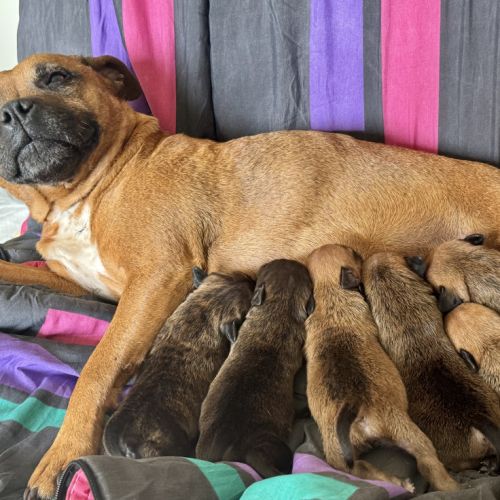 Staffordshire bull terrier (staffie) lof #2