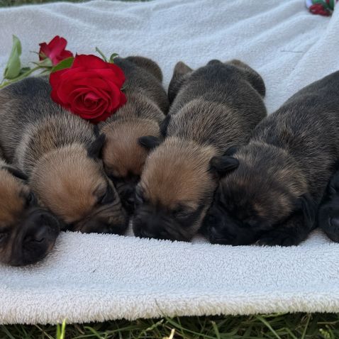 Staffordshire bull terrier (staffie) lof #0