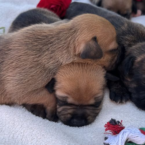 Staffordshire bull terrier (staffie) lof #5