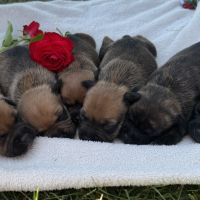 Staffordshire bull terrier (staffie) lof