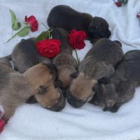 Staffordshire bull terrier (staffie) lof #4