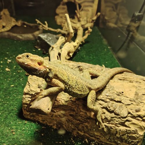 Pogona de 1 ans #2