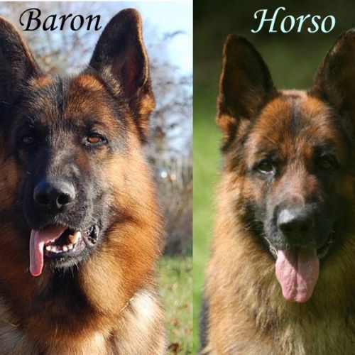 Chiots bergers allemands #1