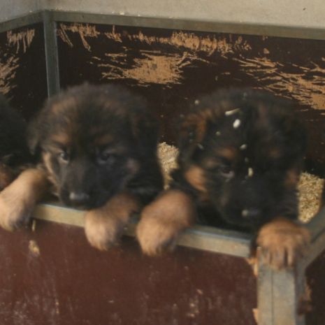 Chiots bergers allemands #5