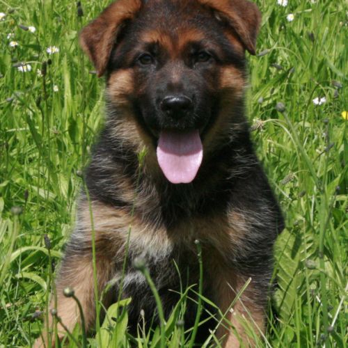 Chiots bergers allemands #7