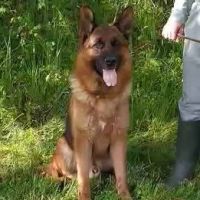 Chiots bergers allemands #2