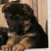Chiots bergers allemands