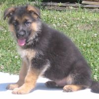 Chiots bergers allemands #4