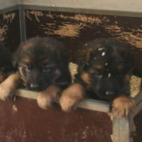 Chiots bergers allemands #5