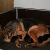 Chiots bergers allemands #6