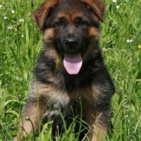 Chiots bergers allemands #7