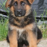 Chiots bergers allemands #8