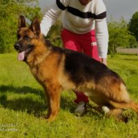 Chiots bergers allemands #9