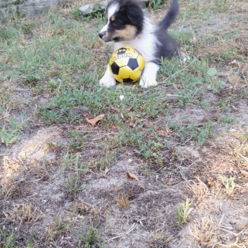 Berger australien #1