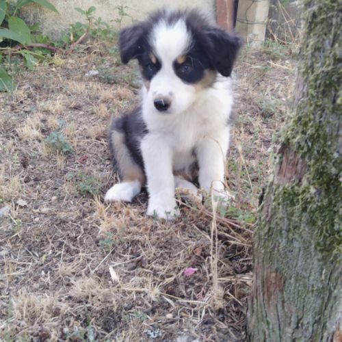 Berger australien #2