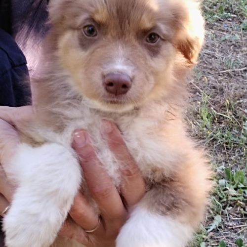 Berger australien #0