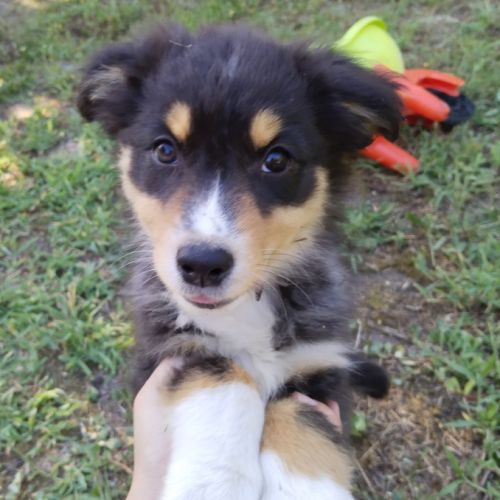 Berger australien #4