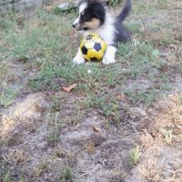 Berger australien #1