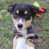 Berger australien #4