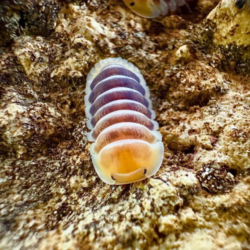 Différentes espèces d’isopodes #0