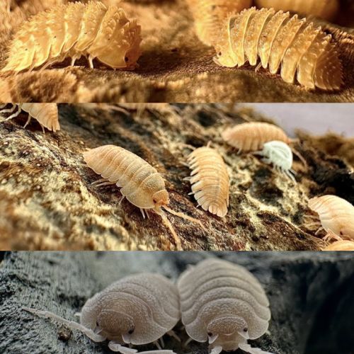 Différentes espèces d’isopodes #2