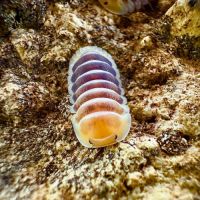 Différentes espèces d’isopodes