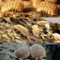 Différentes espèces d’isopodes #2