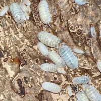 Différentes espèces d’isopodes #3