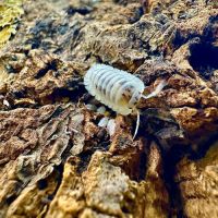 Différentes espèces d’isopodes #4