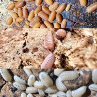 Différentes espèces d’isopodes #5