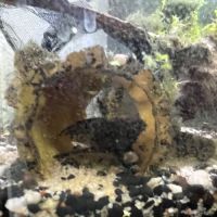 Vends poisson loche réticulée