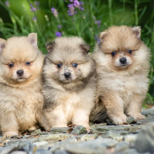Magnifique chiots spitz nains #6