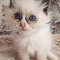 Ragdoll loof chatons  grandes lignées de champion