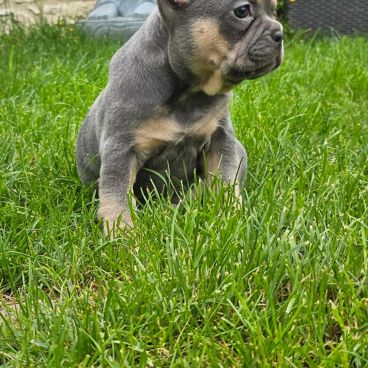 Magnifique bouledogue français exotique #3