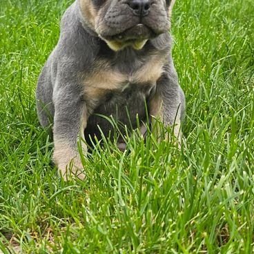 Magnifique bouledogue français exotique #4