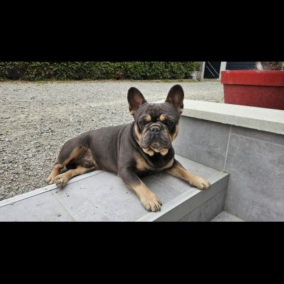 Magnifique bouledogue français exotique #6