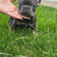 Magnifique bouledogue français exotique #1