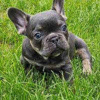 Magnifique bouledogue français exotique #0