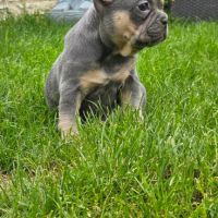 Magnifique bouledogue français exotique #3