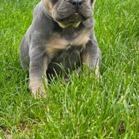 Magnifique bouledogue français exotique #4