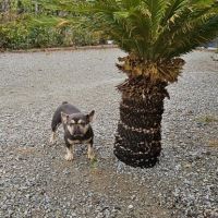 Magnifique bouledogue français exotique #5