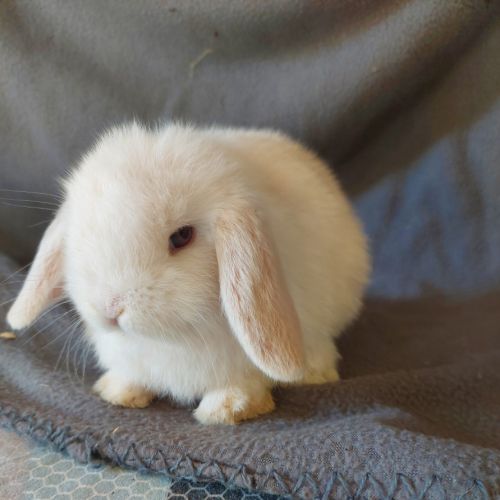 Lapin belier nain minilop et belier nain néerlanda #2