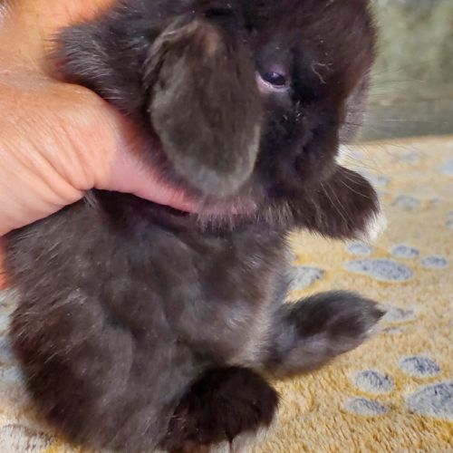 Lapin belier nain minilop et belier nain néerlanda #6