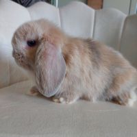 Lapin belier nain minilop et belier nain néerlanda #1