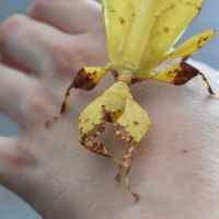 Vente d'oeufs de phyllium letiranti