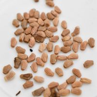 Vente d'oeufs de phyllium letiranti #2